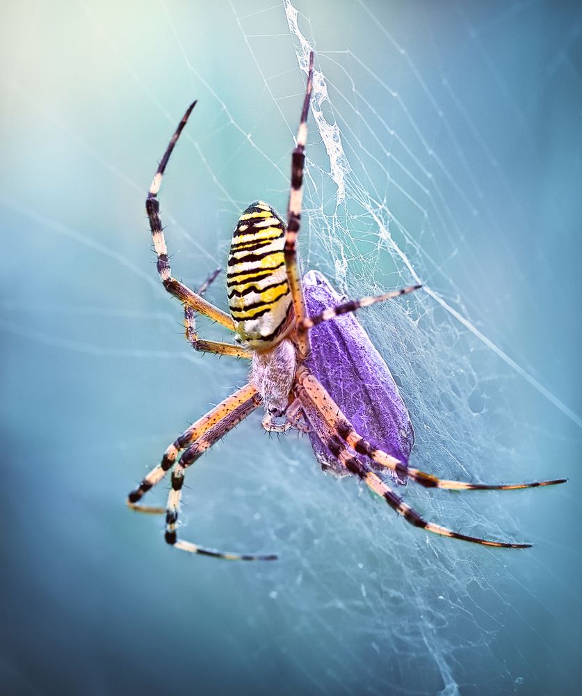 Beast and the beauty