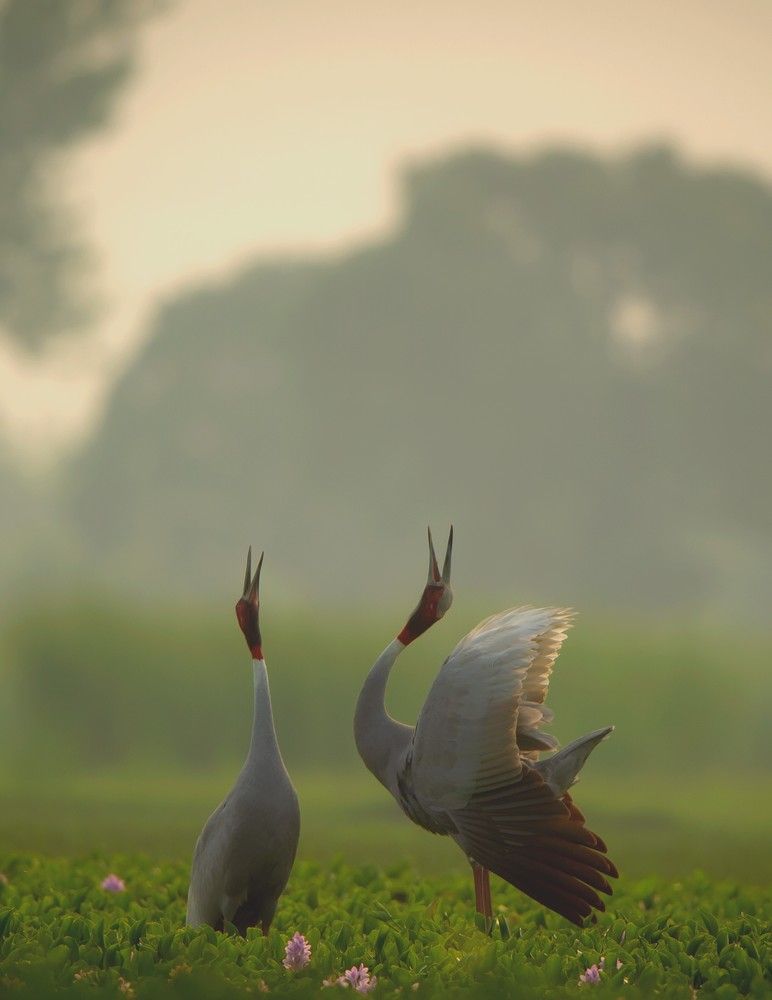 Photograph by Narinder Kohli