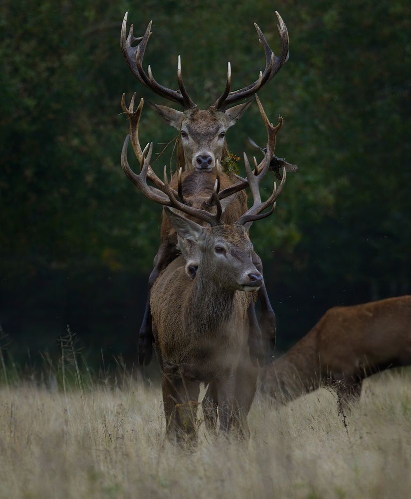 Фотография автора Kowalski Jaroslaw