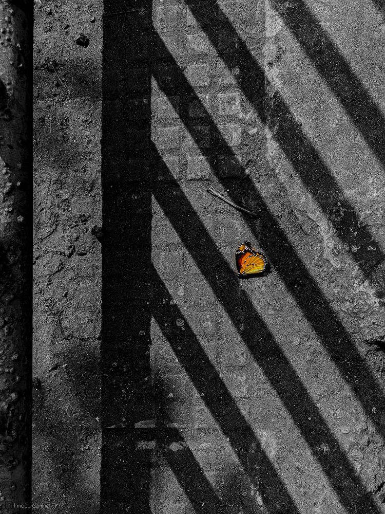 Photograph by Subha malakar