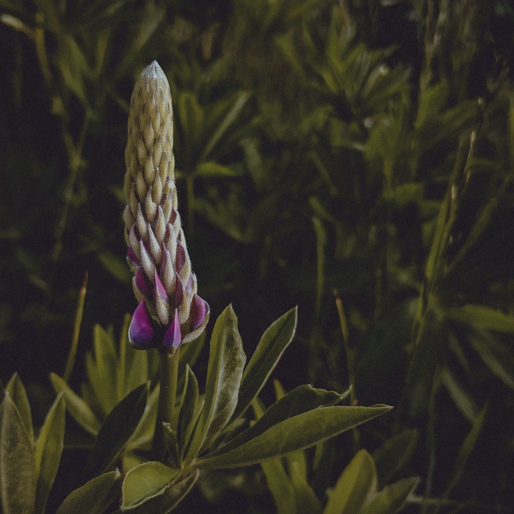 Lines of nature, Молодой люпин