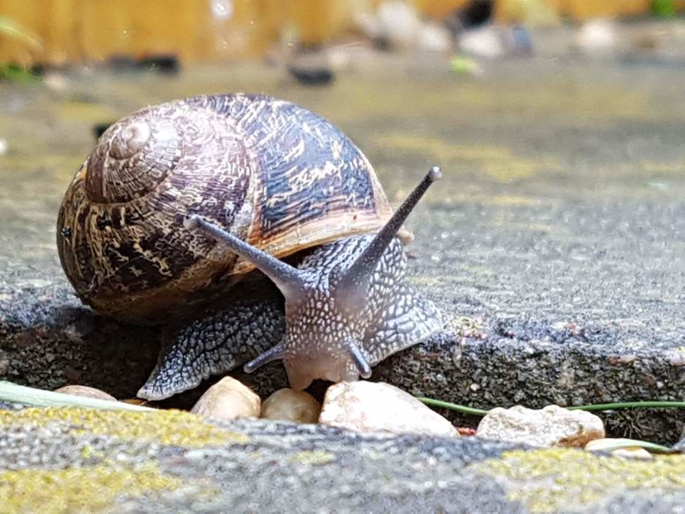 Фотография автора Igor Repishevski