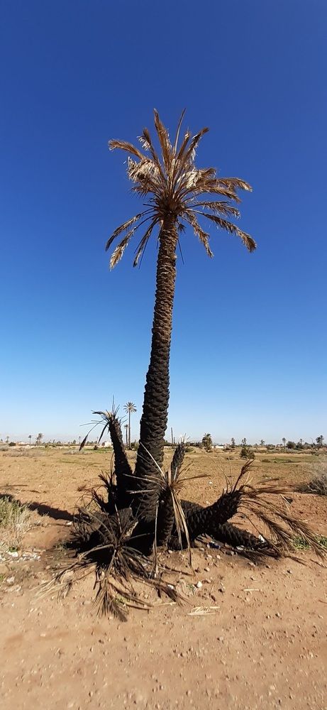 Palm