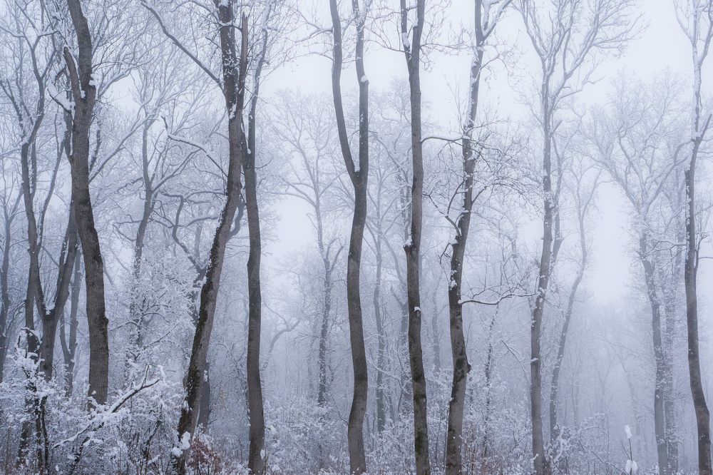 Photograph by Cerasela Draga