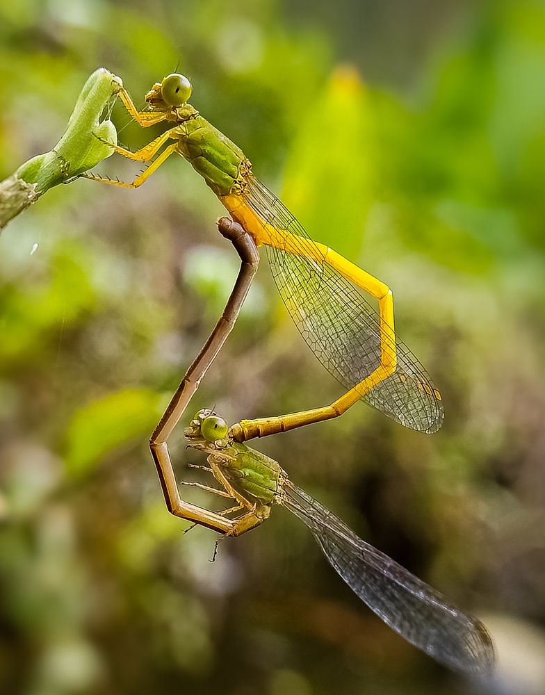 The beauty of romance and love