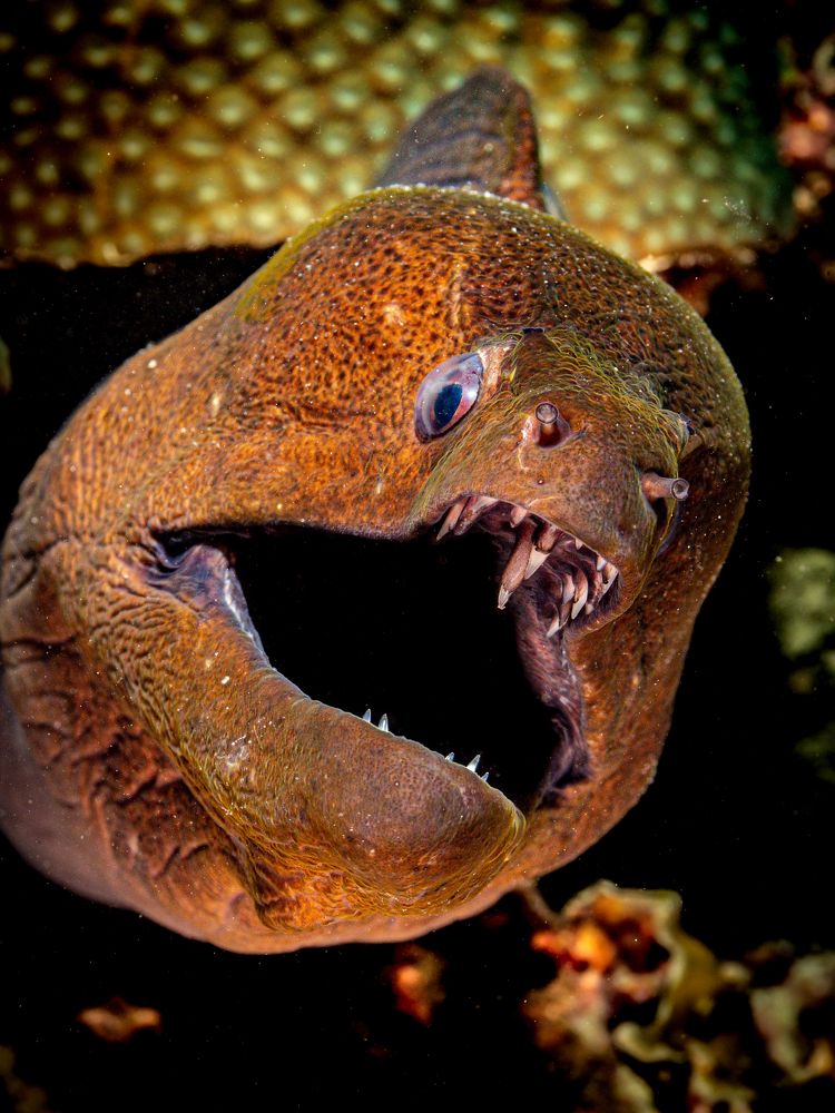 Photograph by Alexander Plakida