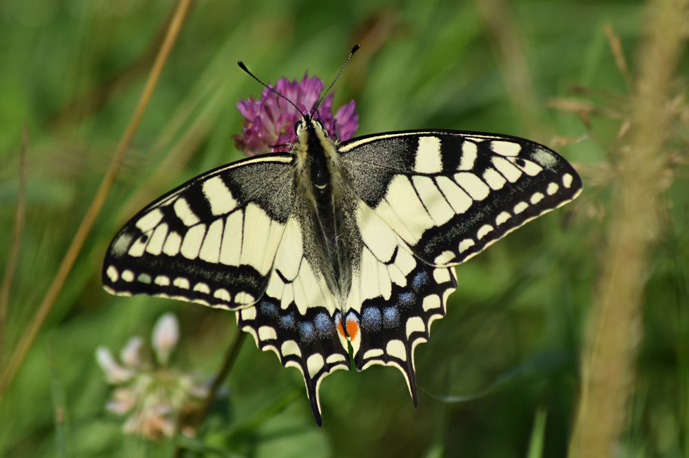 Photograph by Эльвира Быкова
