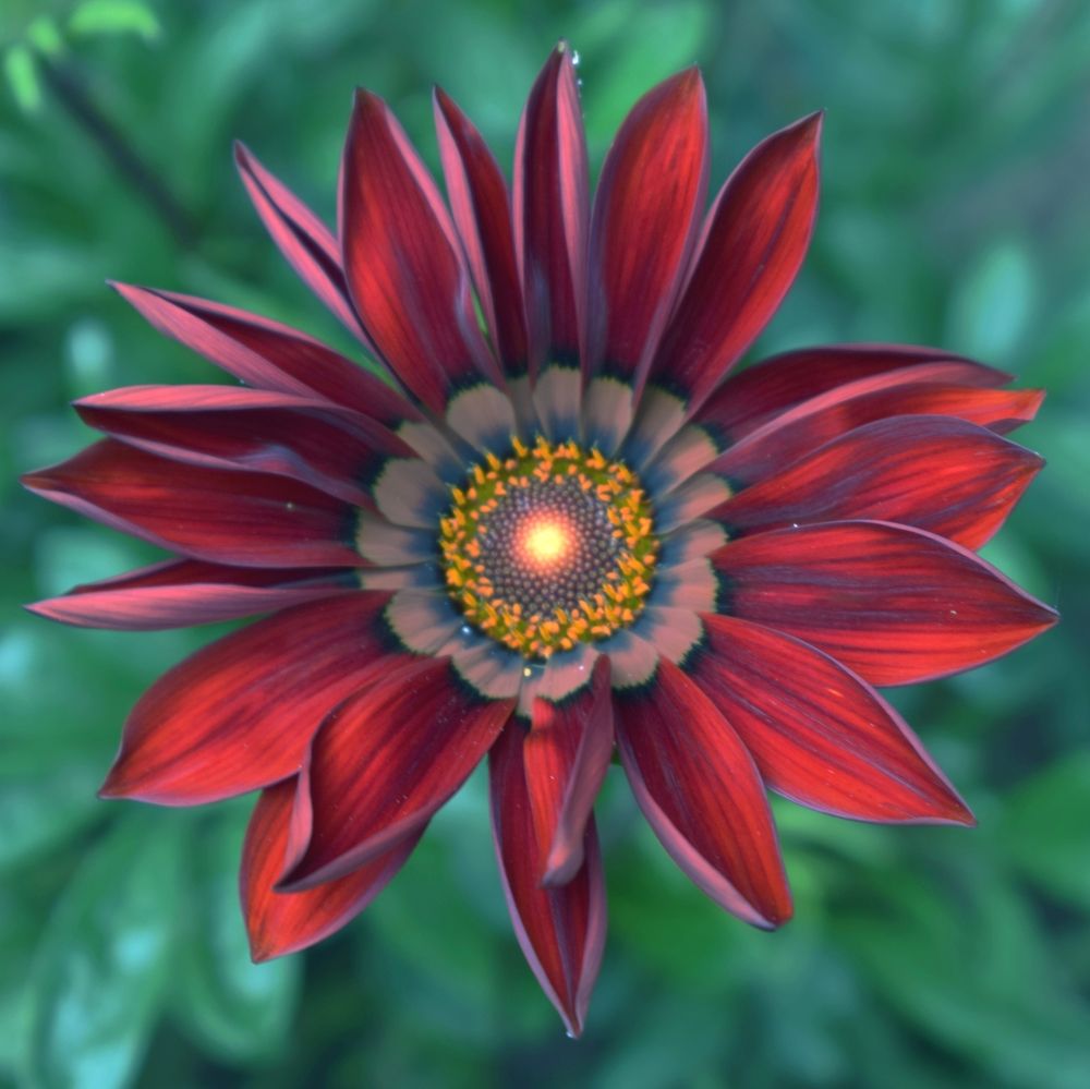 Аз съм любопитен: огнено червено