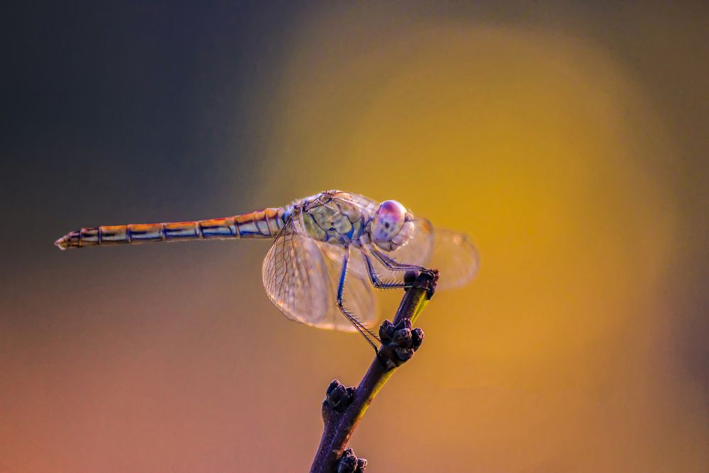 Photograph by Omid Mirshamsi