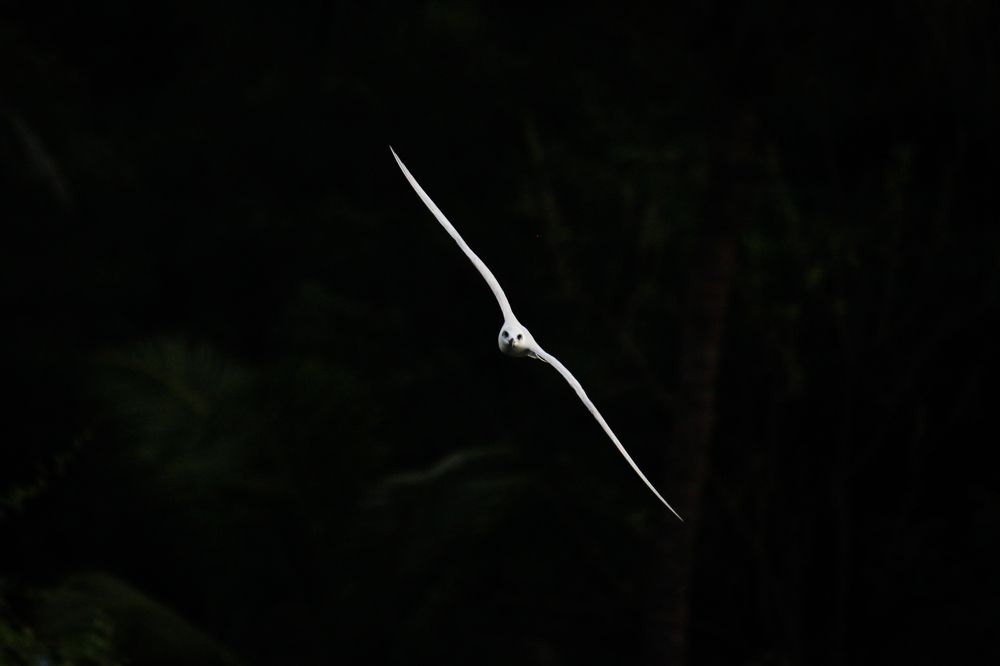 Photograph by Mathew Nishanth