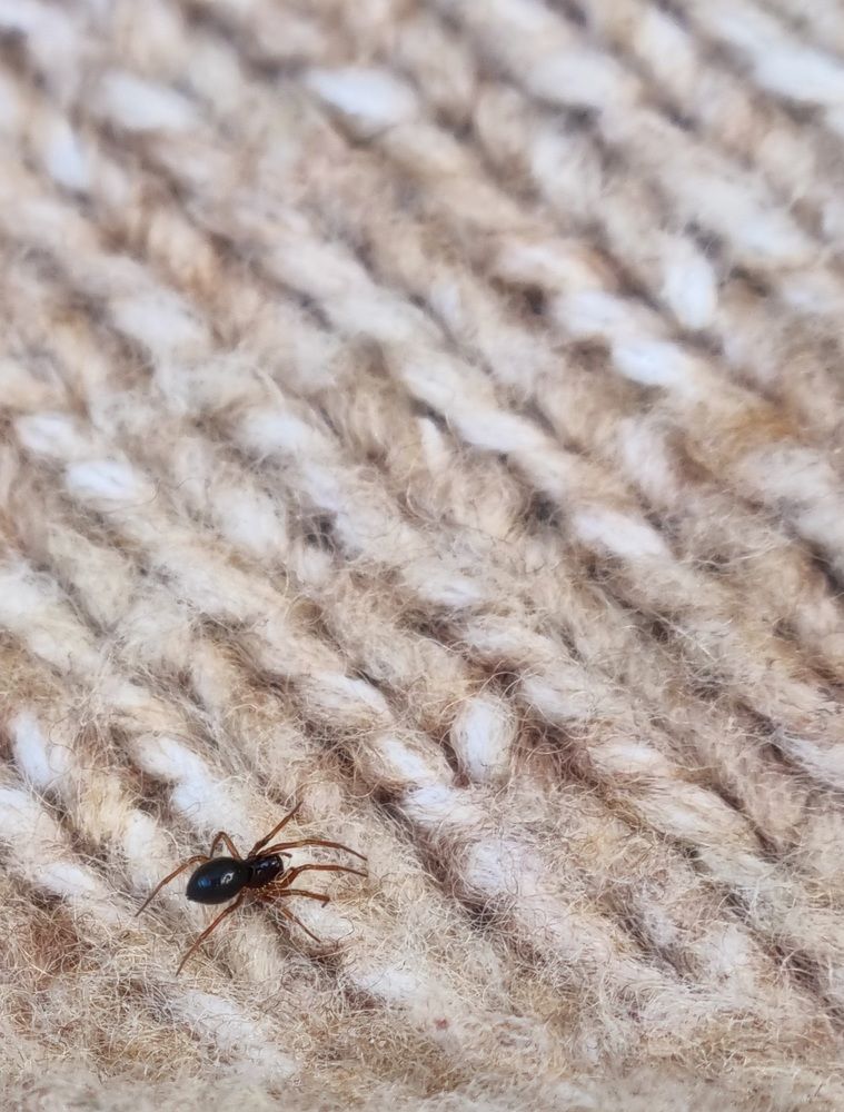 Little black spider