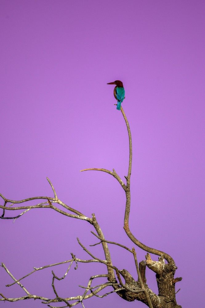 Фотография автора Prashant Parate