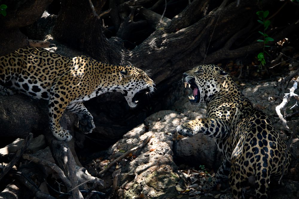 Photograph by Clément Fontaine