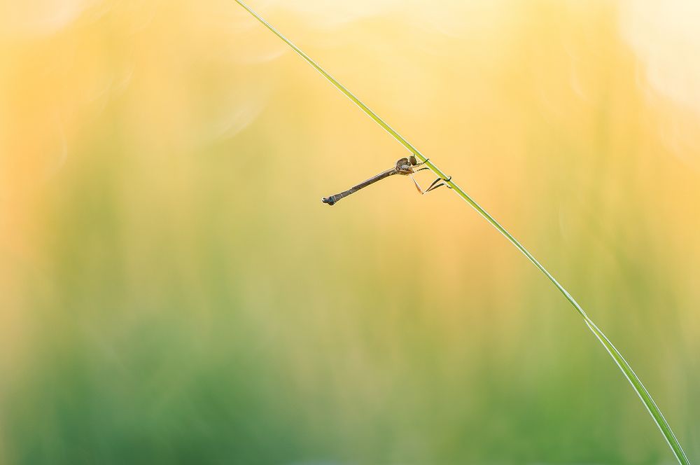 Photograph by Кузнецов Дмитрий