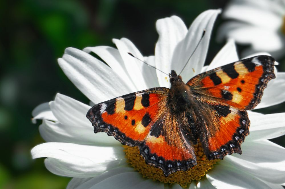 Photograph by Максим Гусаров