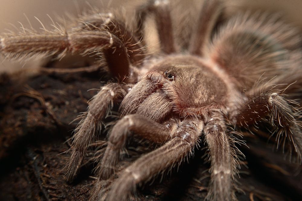 Мой домашний паучок