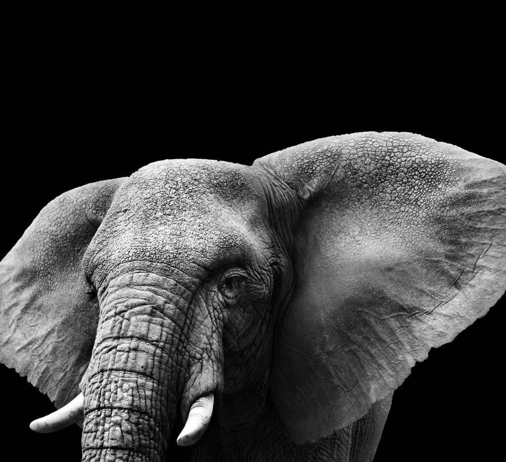 Photograph by Nash P Gallery