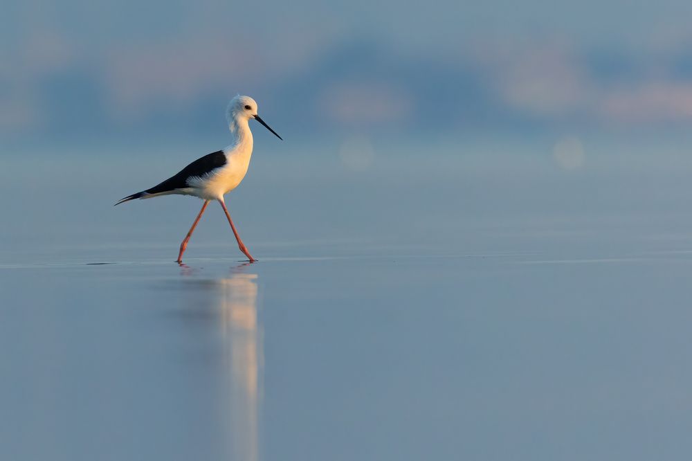 Black winged Stilt