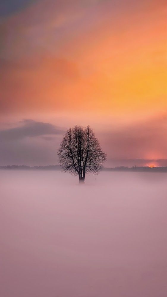 Дерево. Туман.