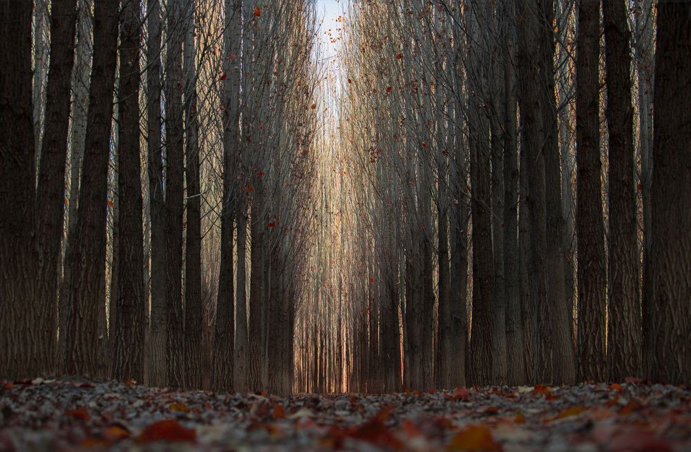 Photograph by Reza Shiri