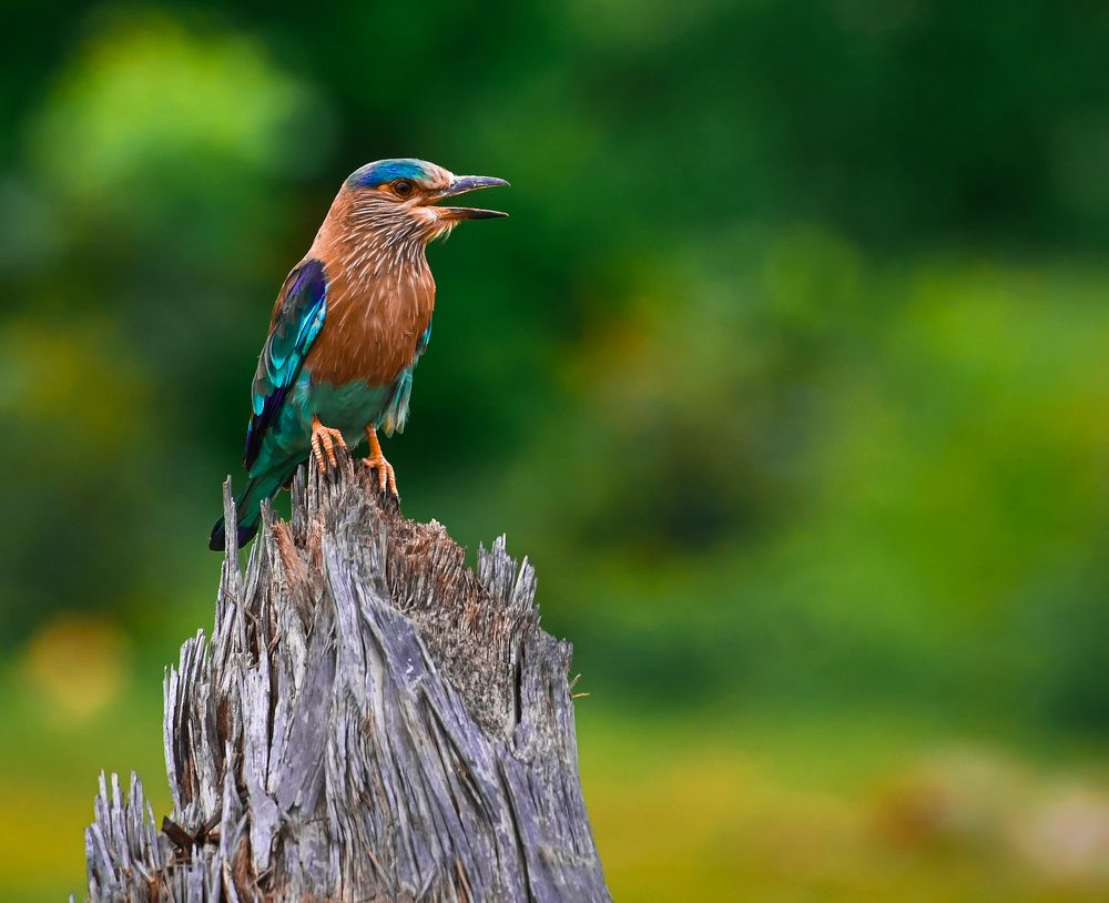 Indian roller