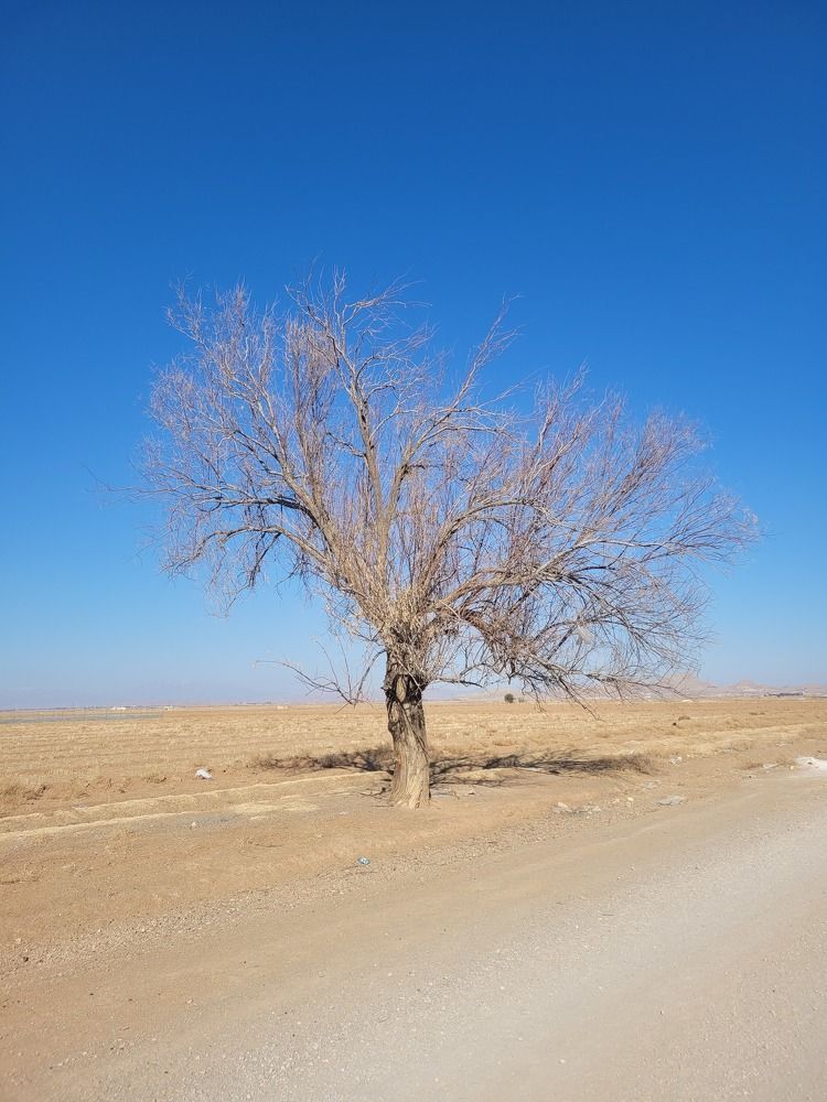 Photograph by najmeh hakimaei