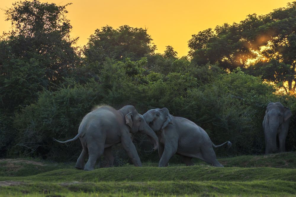 Photograph by Atheeb Mohamed