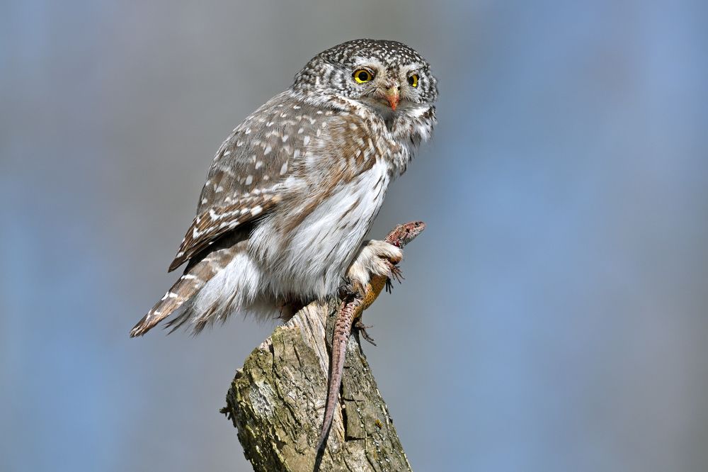 В цепких лапах