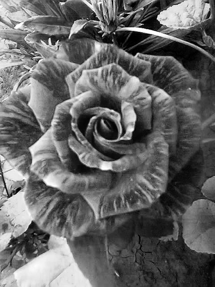 Photograph by Нина Мехнина