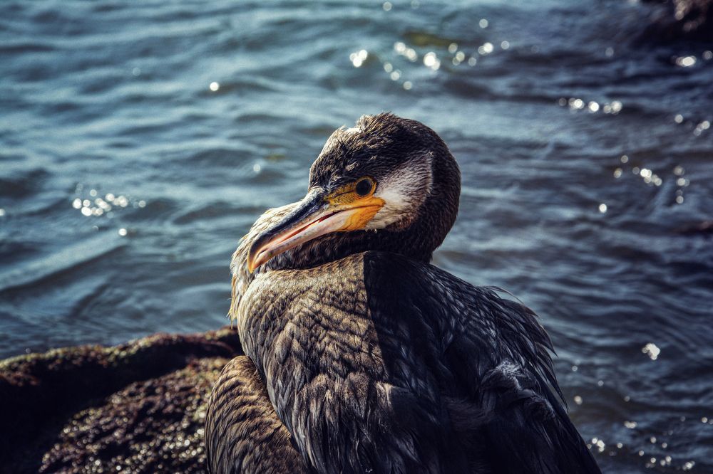 Photograph by Светлана Перминова