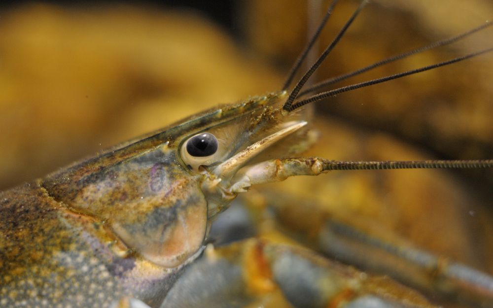 Photograph by Дмитрий Дрозд