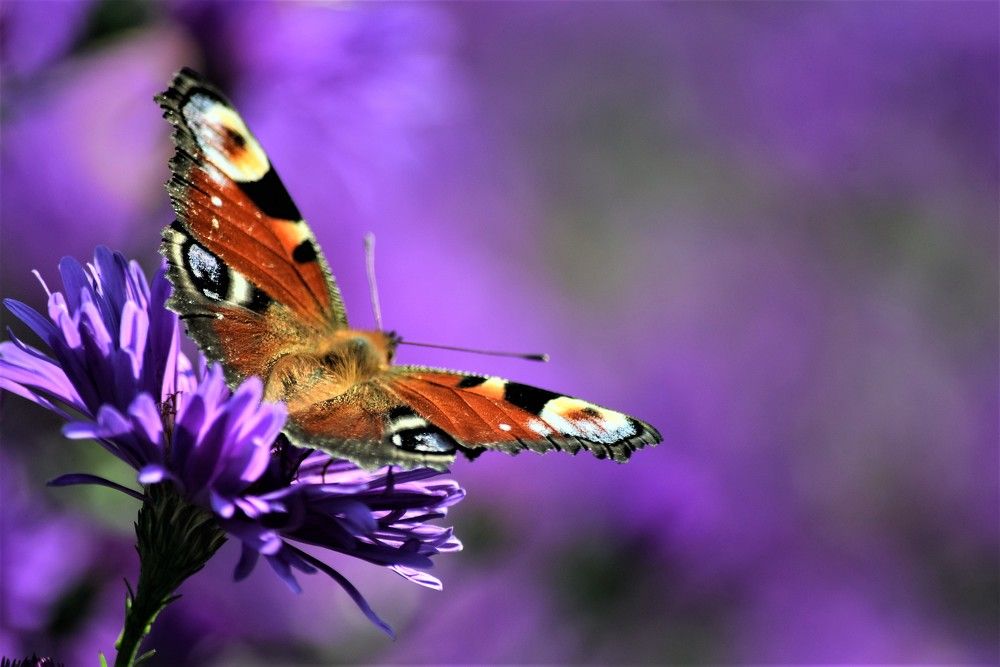 Photograph by Лариса Стрекулева