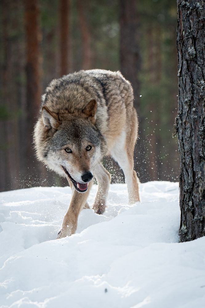 Фотография автора Андрей Барбиер