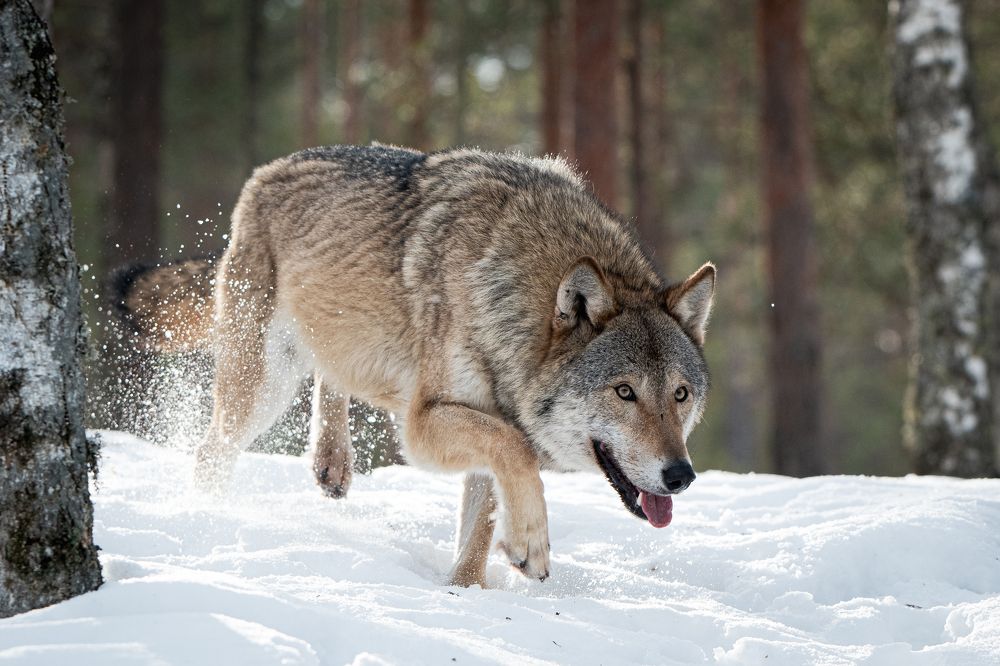 Фотография автора Андрей Барбиер