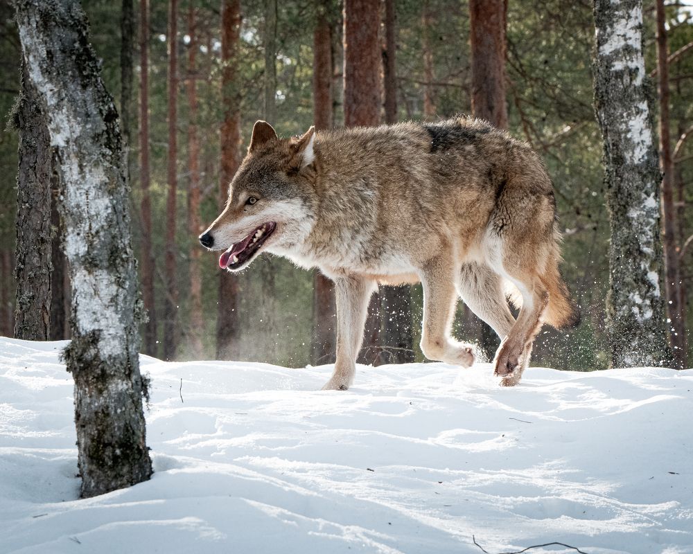 Фотография автора Андрей Барбиер