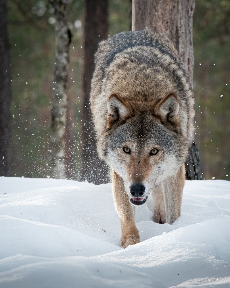 Фотография автора Андрей Барбиер