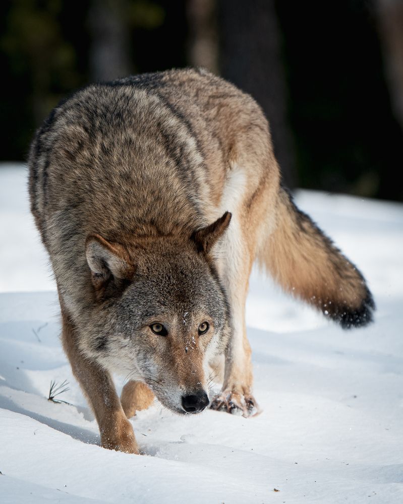 Фотография автора Андрей Барбиер