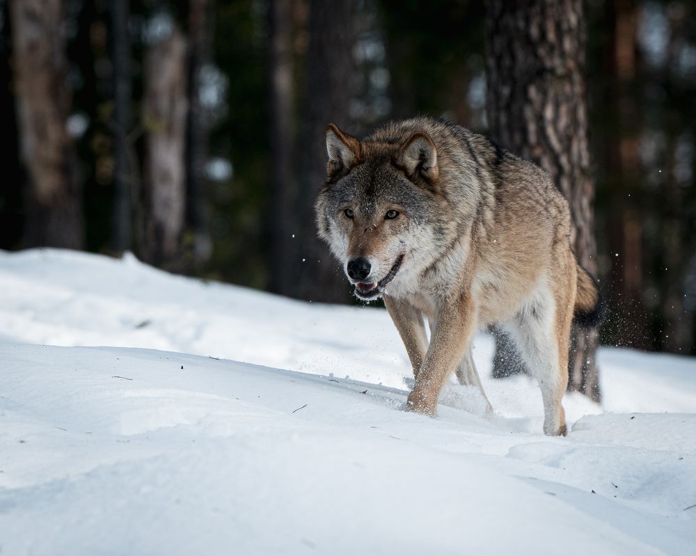Фотография автора Андрей Барбиер