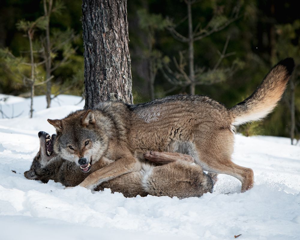 Фотография автора Андрей Барбиер
