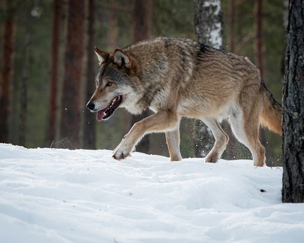 Красный Бор - Европейский волк