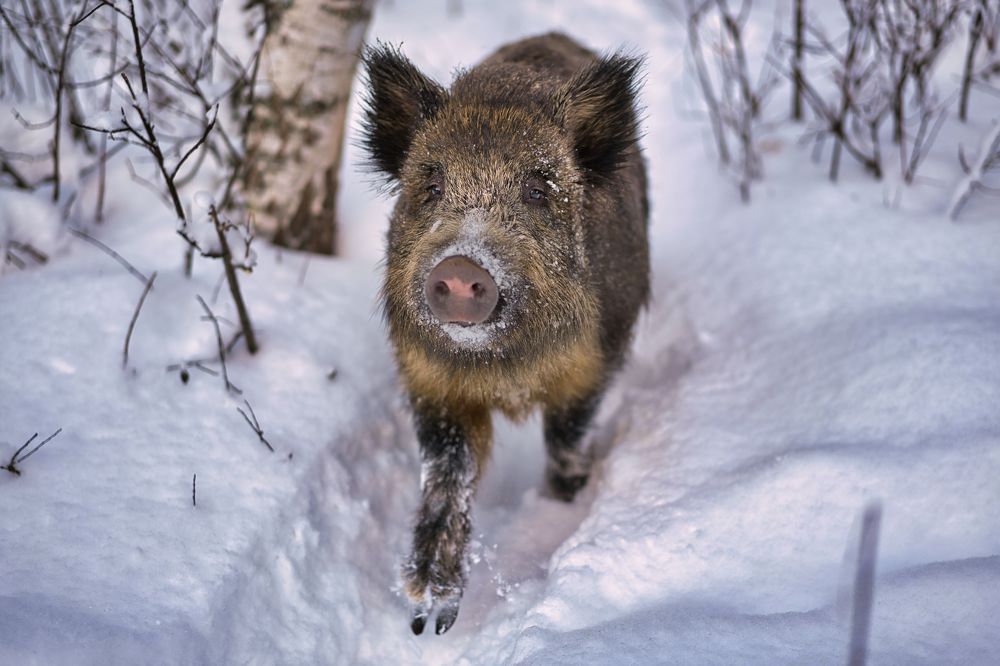 Кабан-сеголеток в условиях суровой зимы