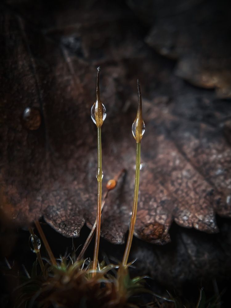 Фотография автора Наталья Алексеева
