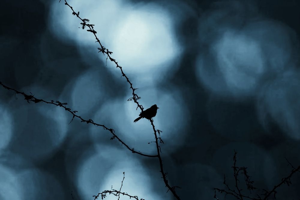 Photograph by Vishal N