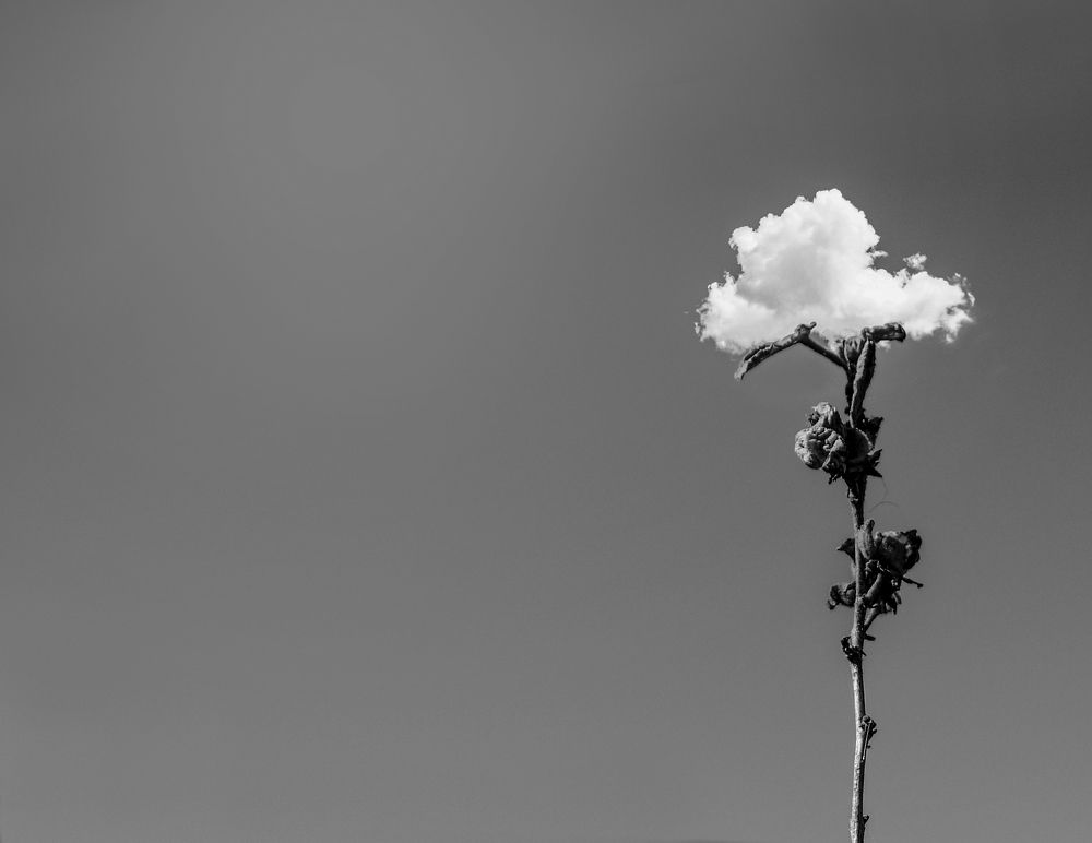 Photograph by Gholamreza Karimi