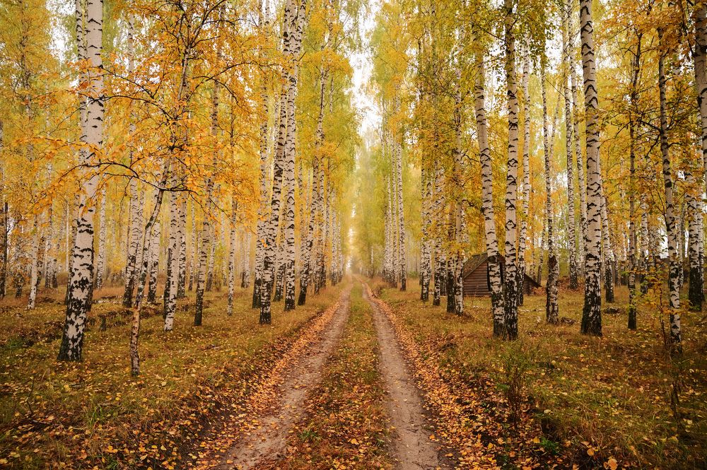 Осенний блюз желтых листьев