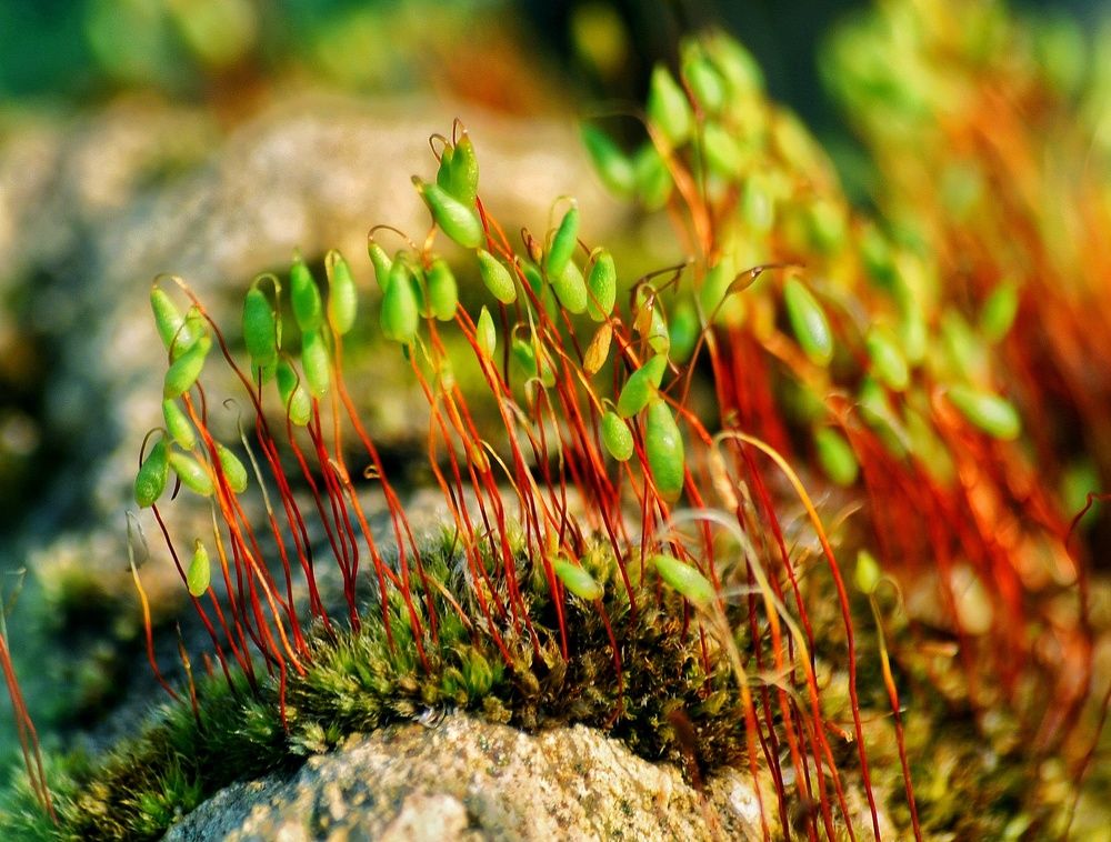 Цветущий мох