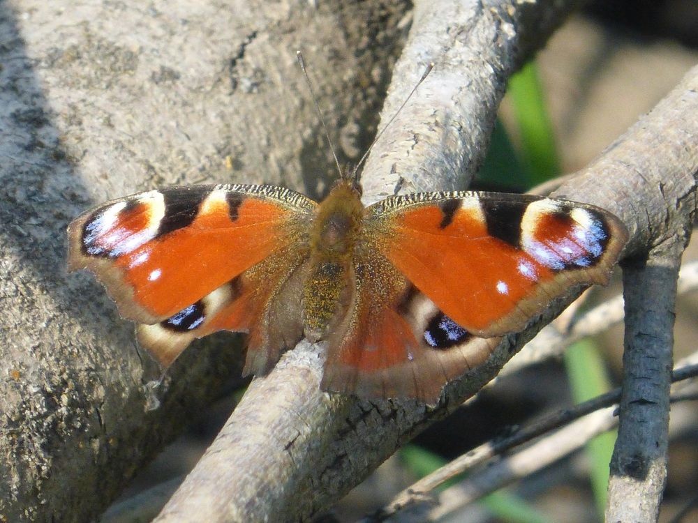 Photograph by Денис Веску