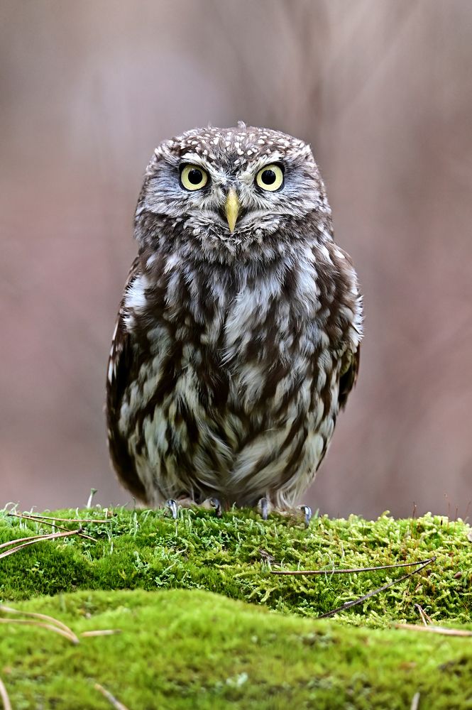 Photograph by Чернобай Анна