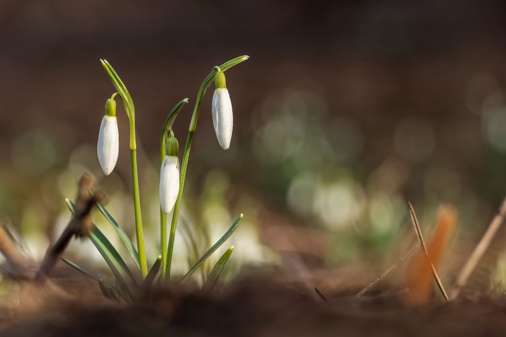 Фотография автора Alexander Pakhomov
