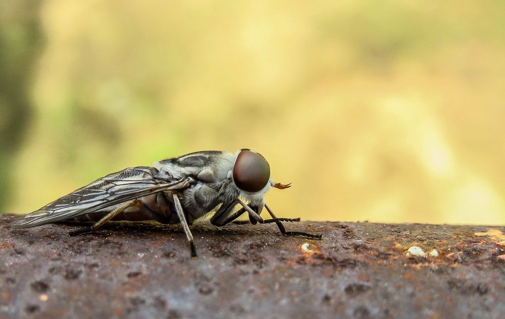 Photograph by Susmita Paul